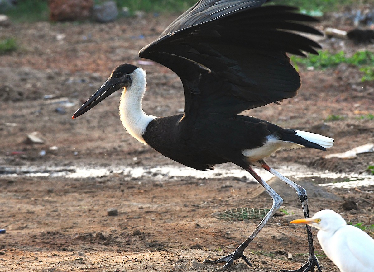 Asian Woolly-necked Stork - ML646628623