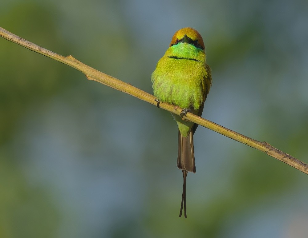 Asian Green Bee-eater - ML646628624