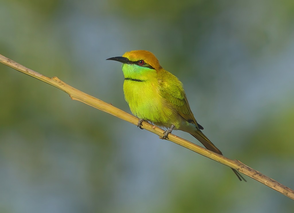 Asian Green Bee-eater - ML646628625