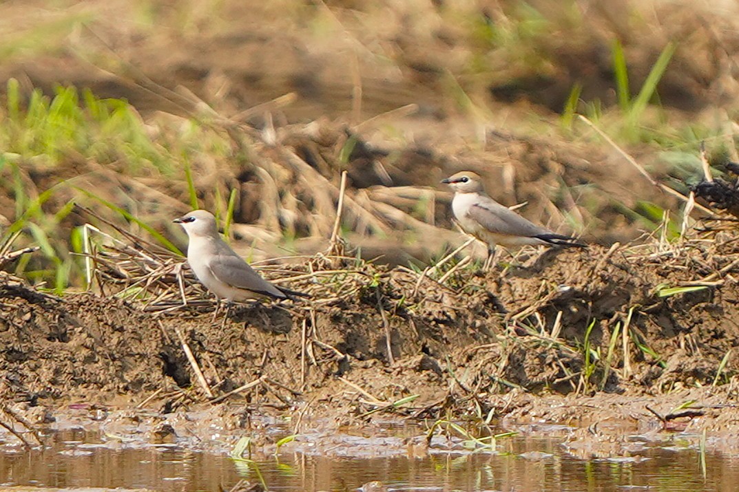 Small Pratincole - ML646628627