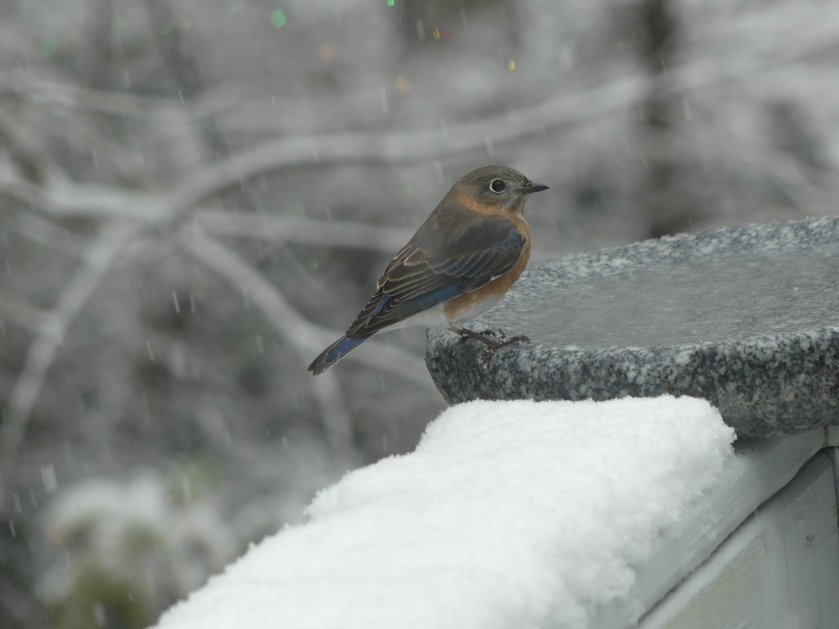 Eastern Bluebird - ML646628633
