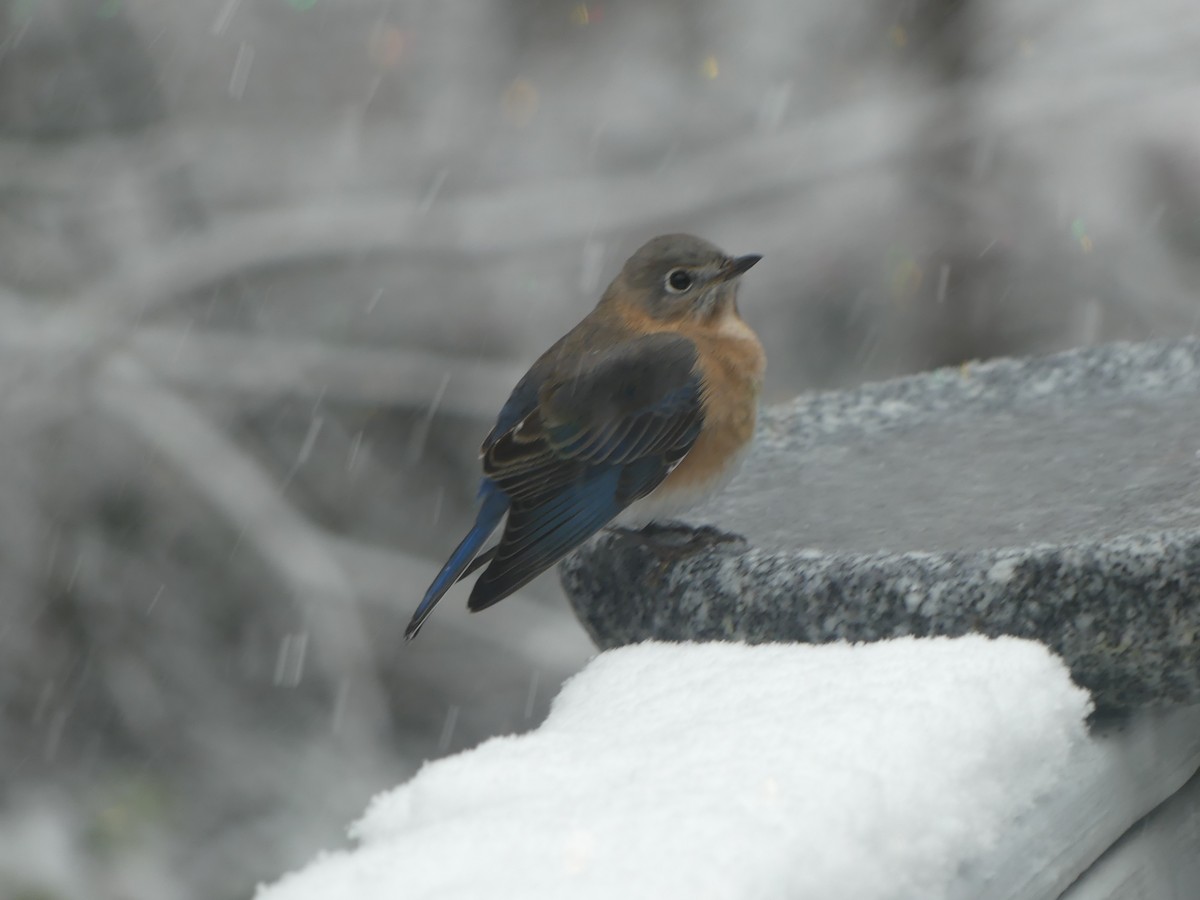 Eastern Bluebird - ML646628634