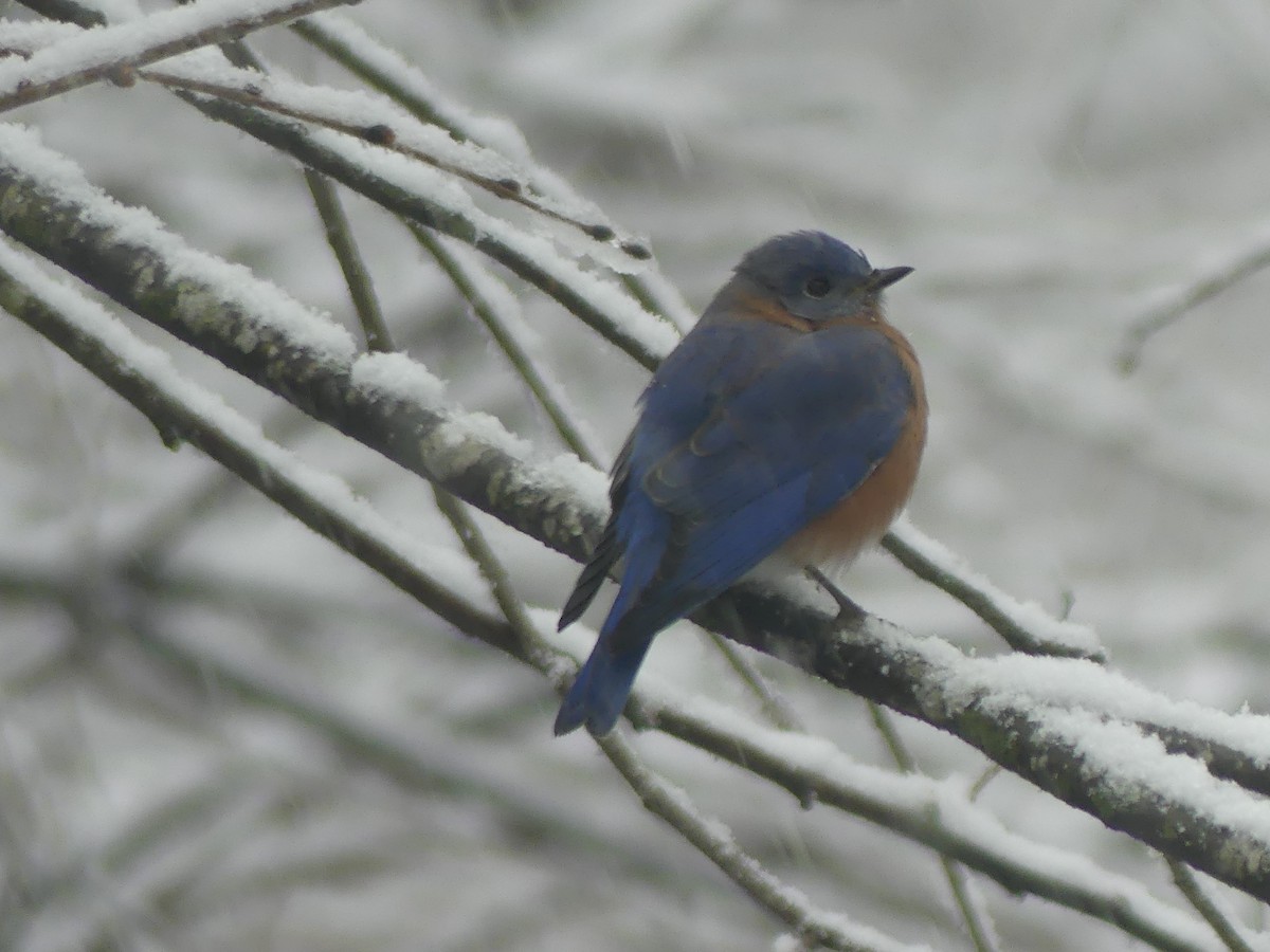 Eastern Bluebird - ML646628635