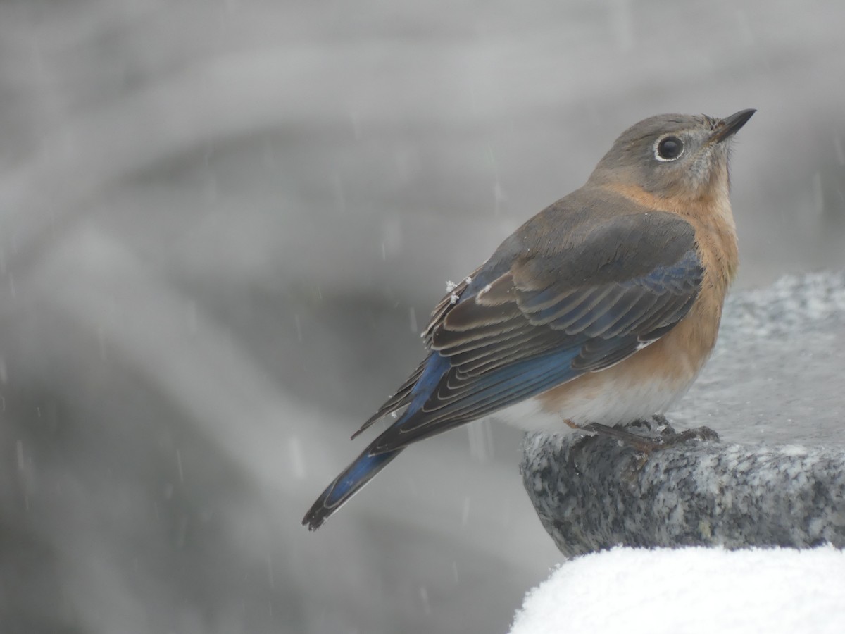 Eastern Bluebird - ML646628639