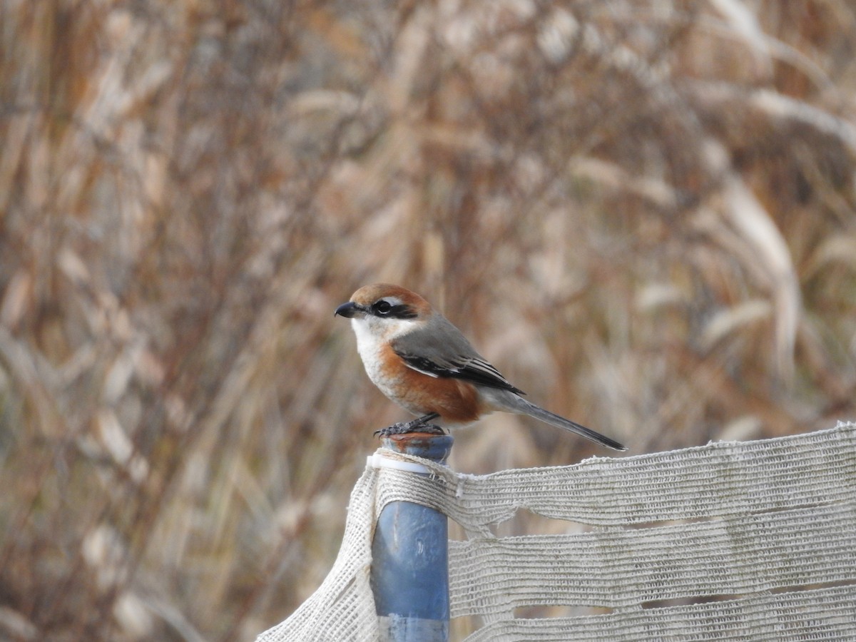 Сорокопуд японський - ML646628642