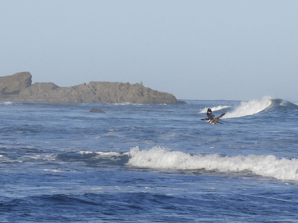 שלדג אמריקני - ML646628643