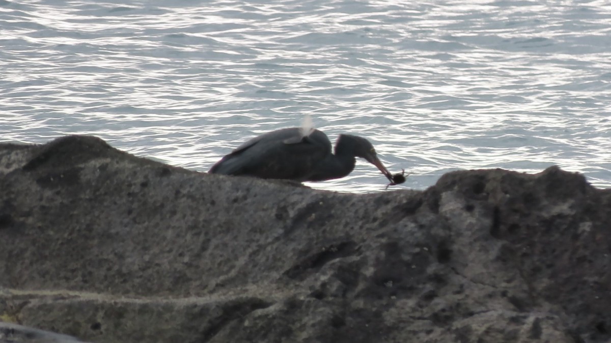 Чепура тихоокеанська - ML646628646