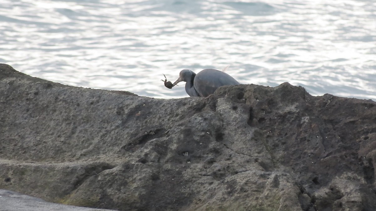 Чепура тихоокеанська - ML646628658