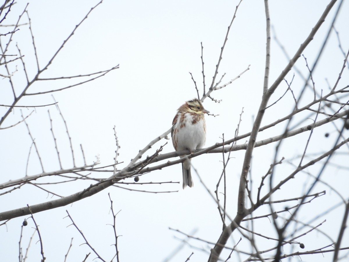 Вівсянка-ремез - ML646628660