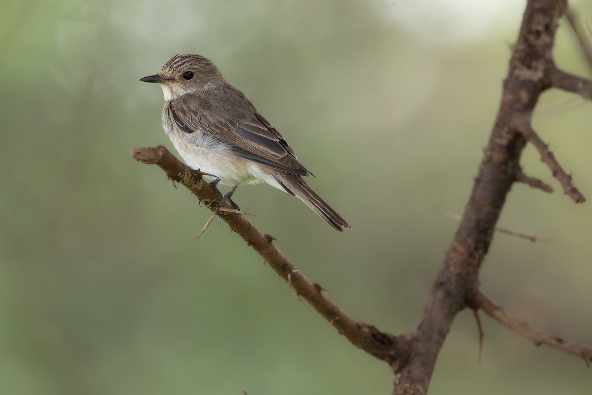 Gobemouche gris - ML646628662