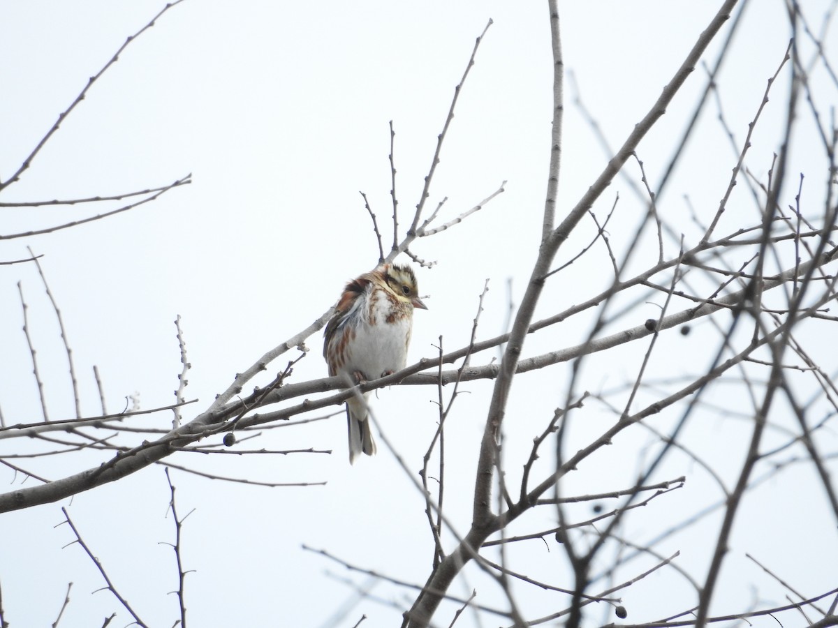 Вівсянка-ремез - ML646628664