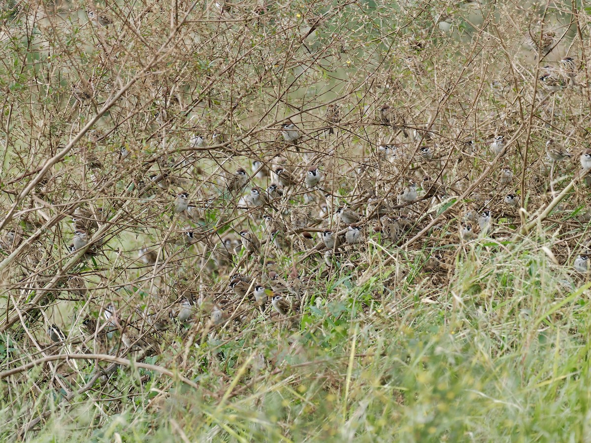 Eurasian Tree Sparrow - ML646628665
