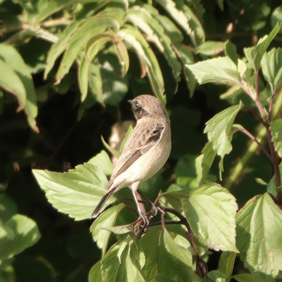 Сибирийн шулганаа - ML646628667