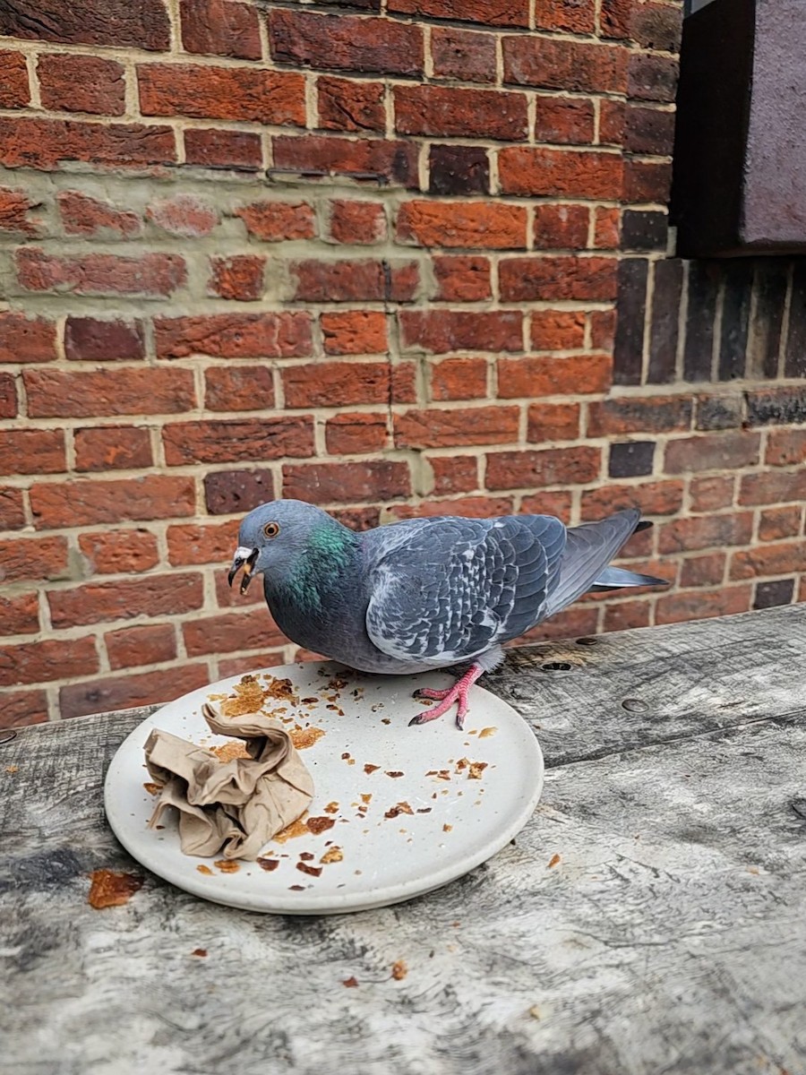 Pigeon biset (forme domestique) - ML646628668