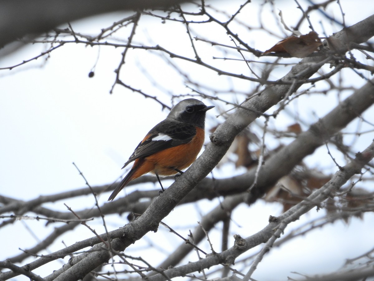 Горихвістка сибірська - ML646628669