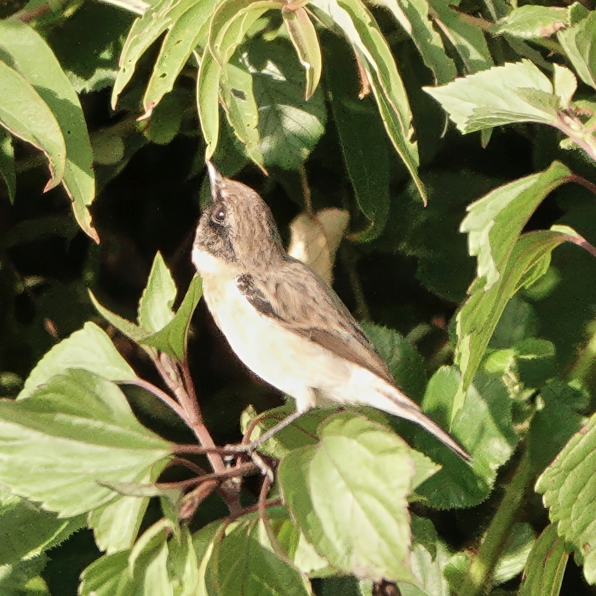 Сибирийн шулганаа - ML646628670