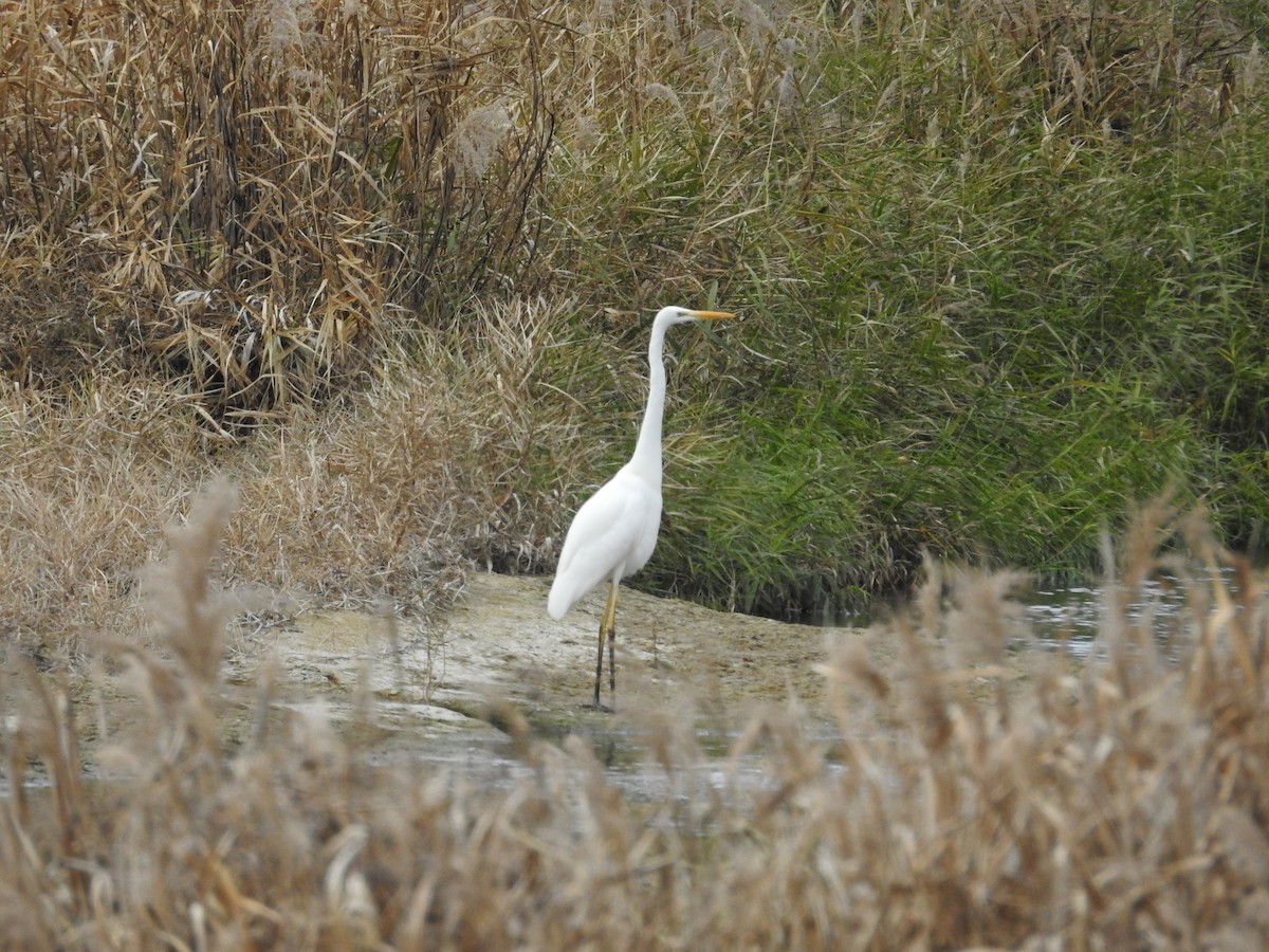 Чапля велика - ML646628671