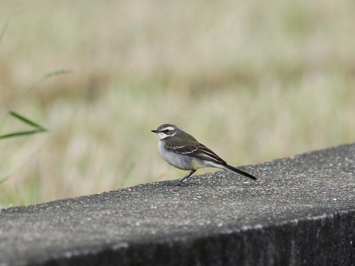 Bergeronnette de Béringie - ML646628672