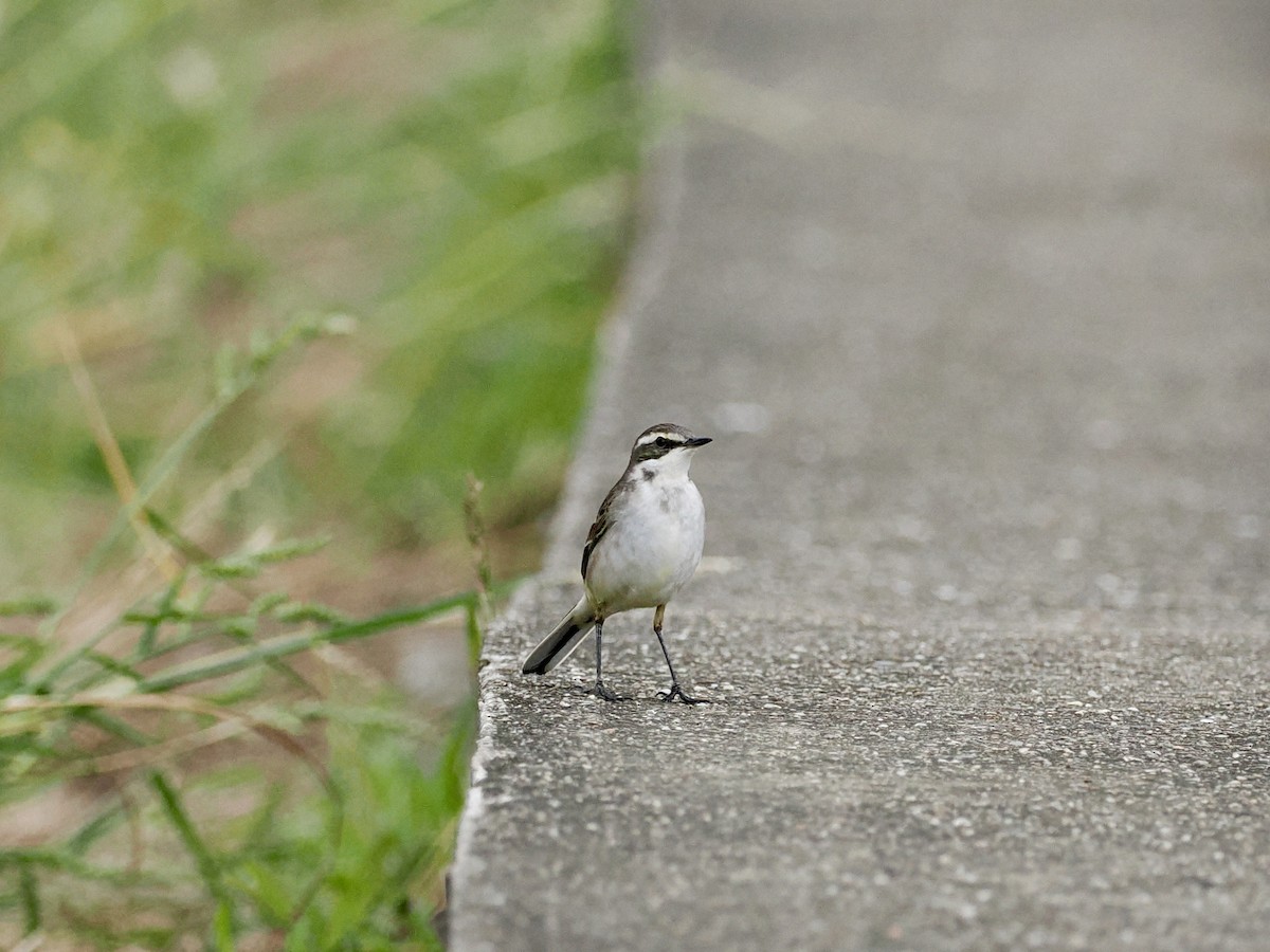 Bergeronnette de Béringie - ML646628673