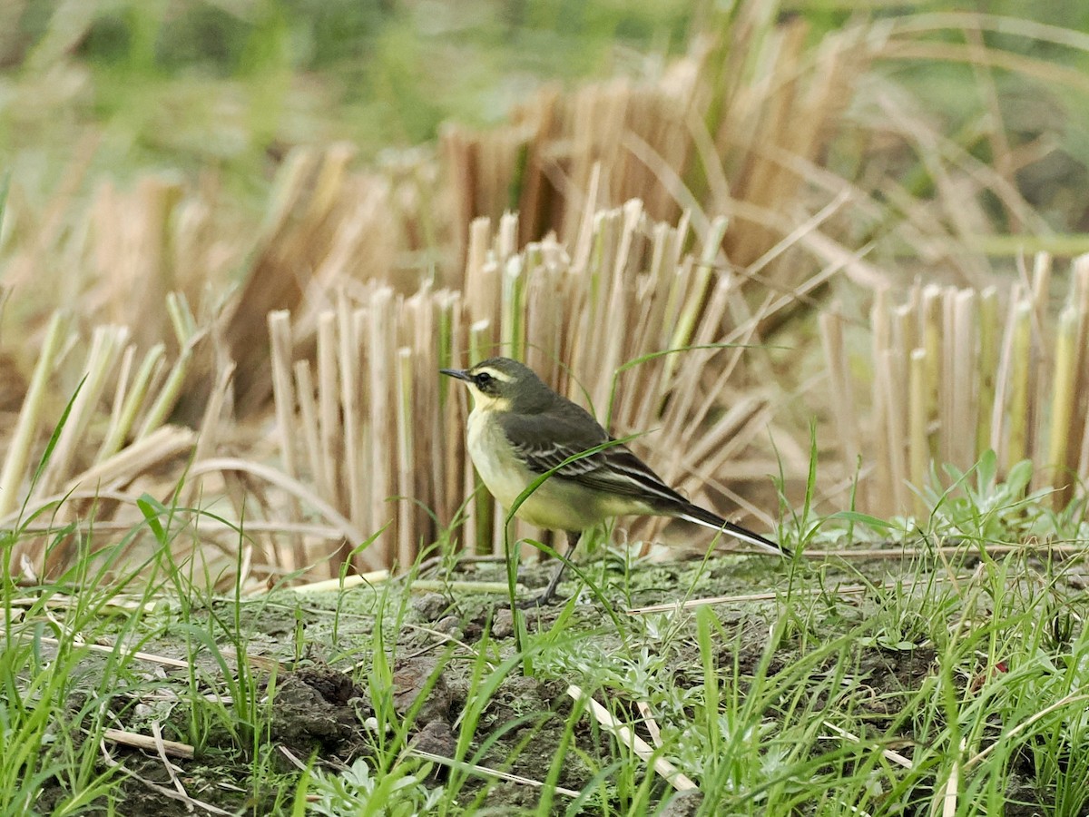 Bergeronnette de Béringie - ML646628674