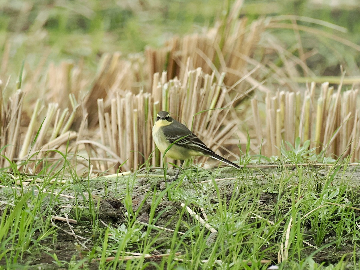 Bergeronnette de Béringie - ML646628675