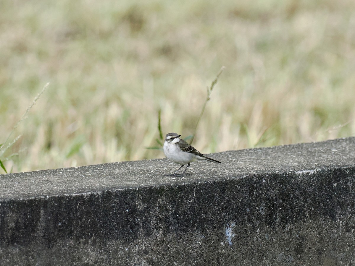 Bergeronnette de Béringie - ML646628676