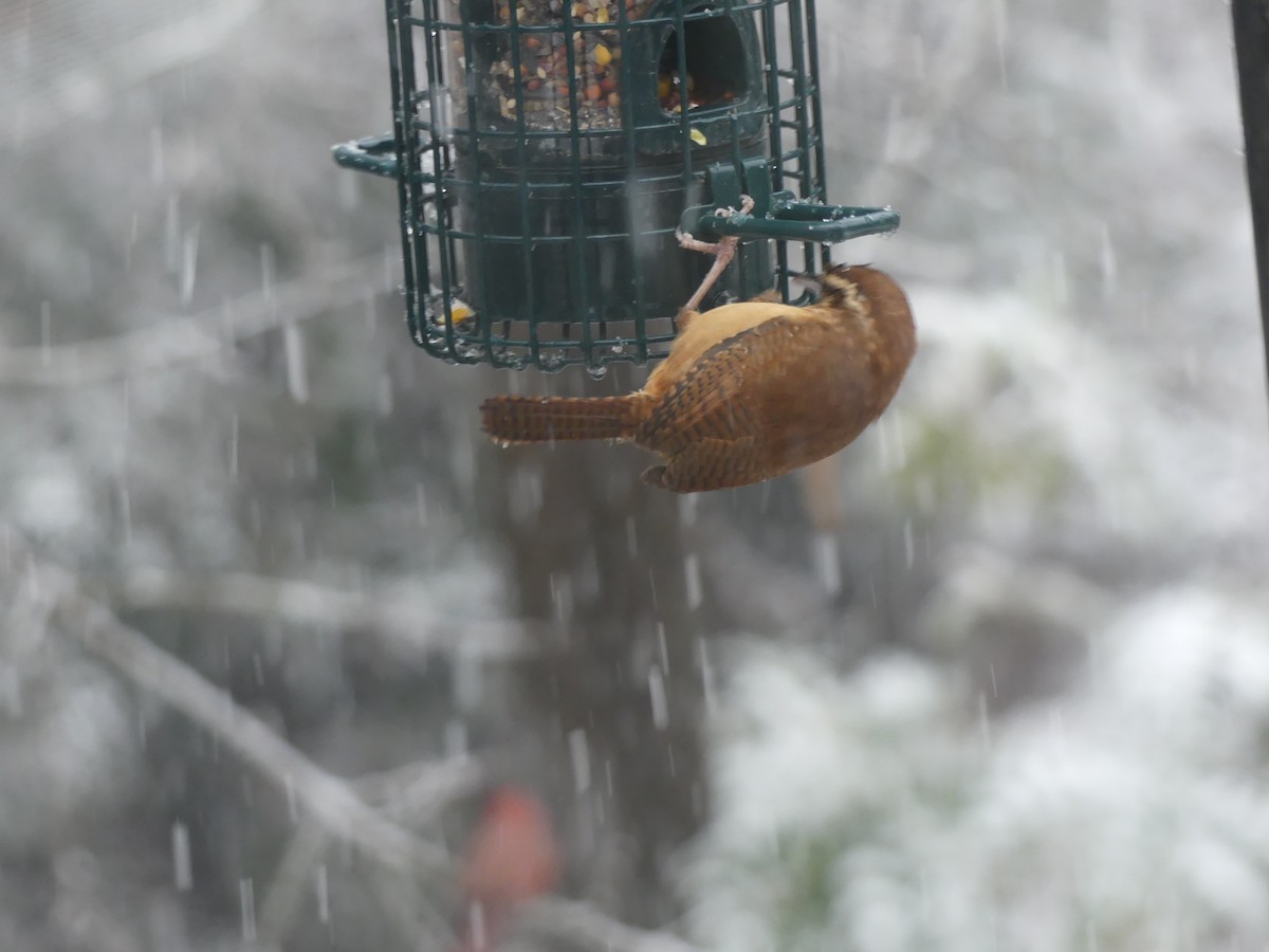 Carolina Wren - ML646628677