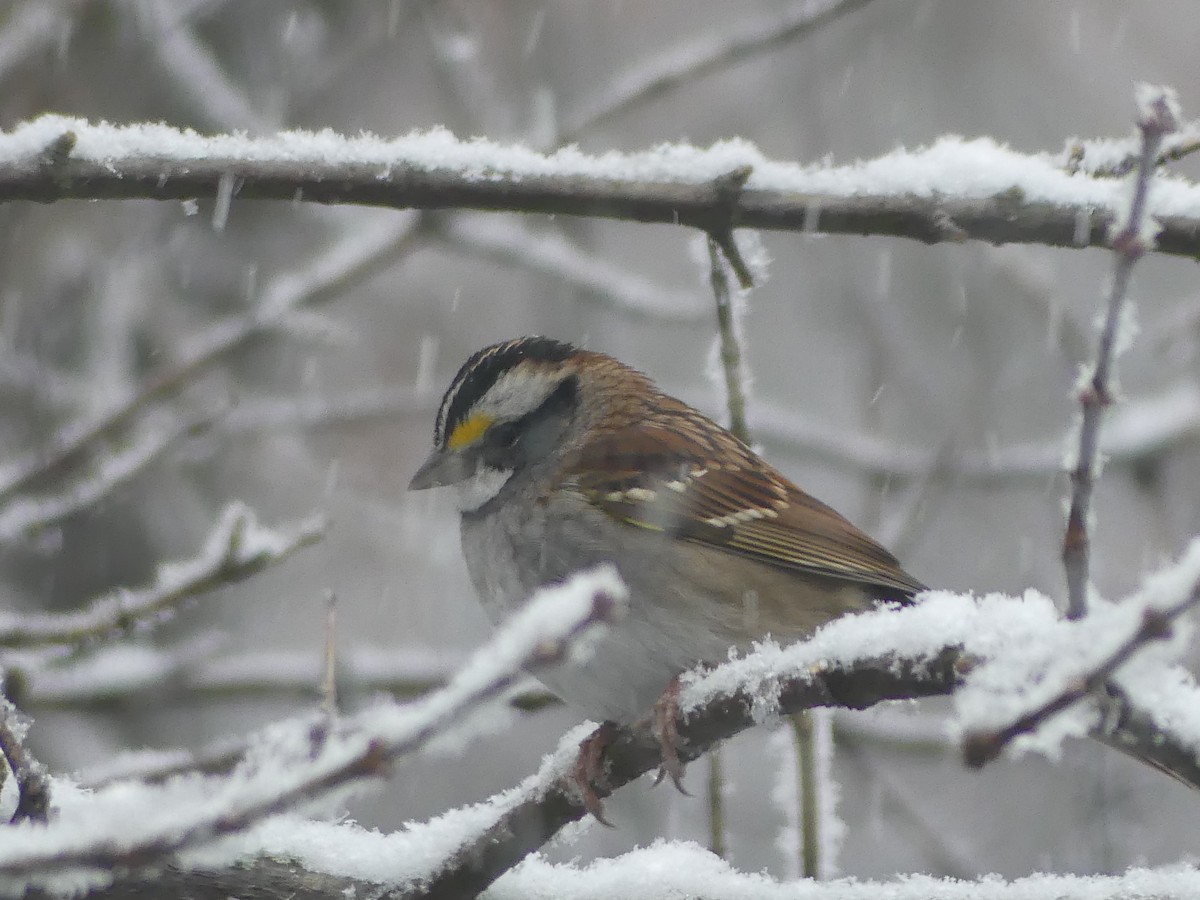 White-throated Sparrow - ML646628678