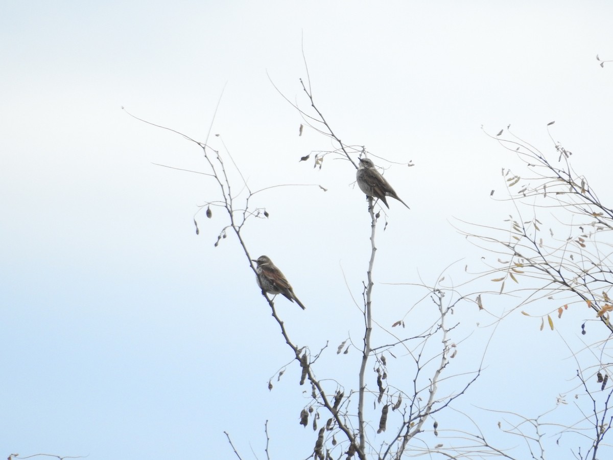 Дрізд темний - ML646628680