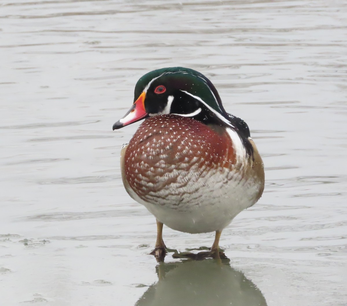 Wood Duck - ML646628681