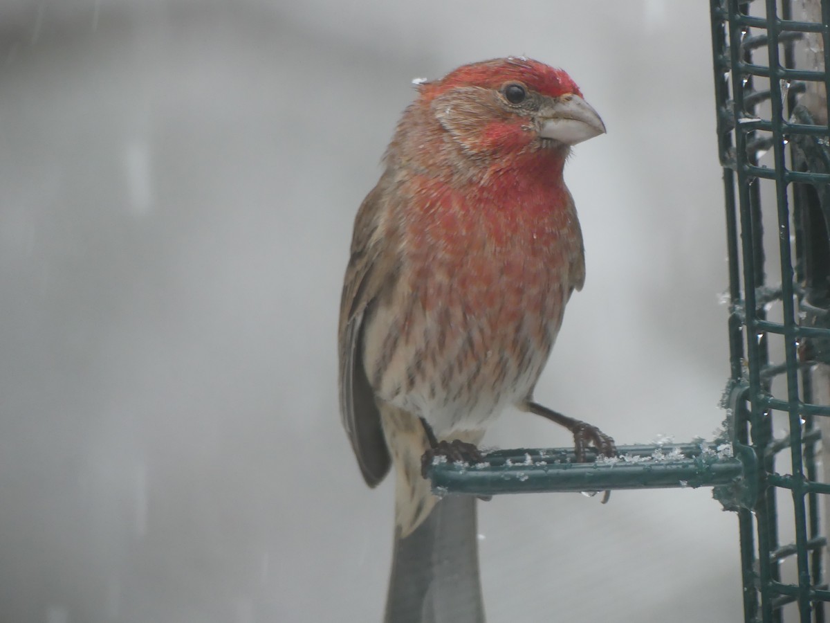 House Finch - ML646628683