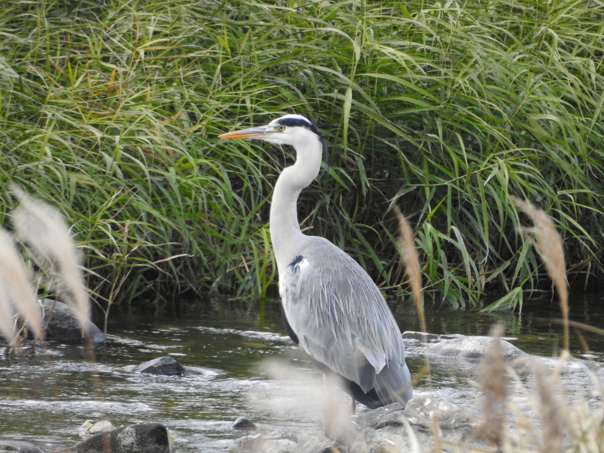 Чапля сіра - ML646628684