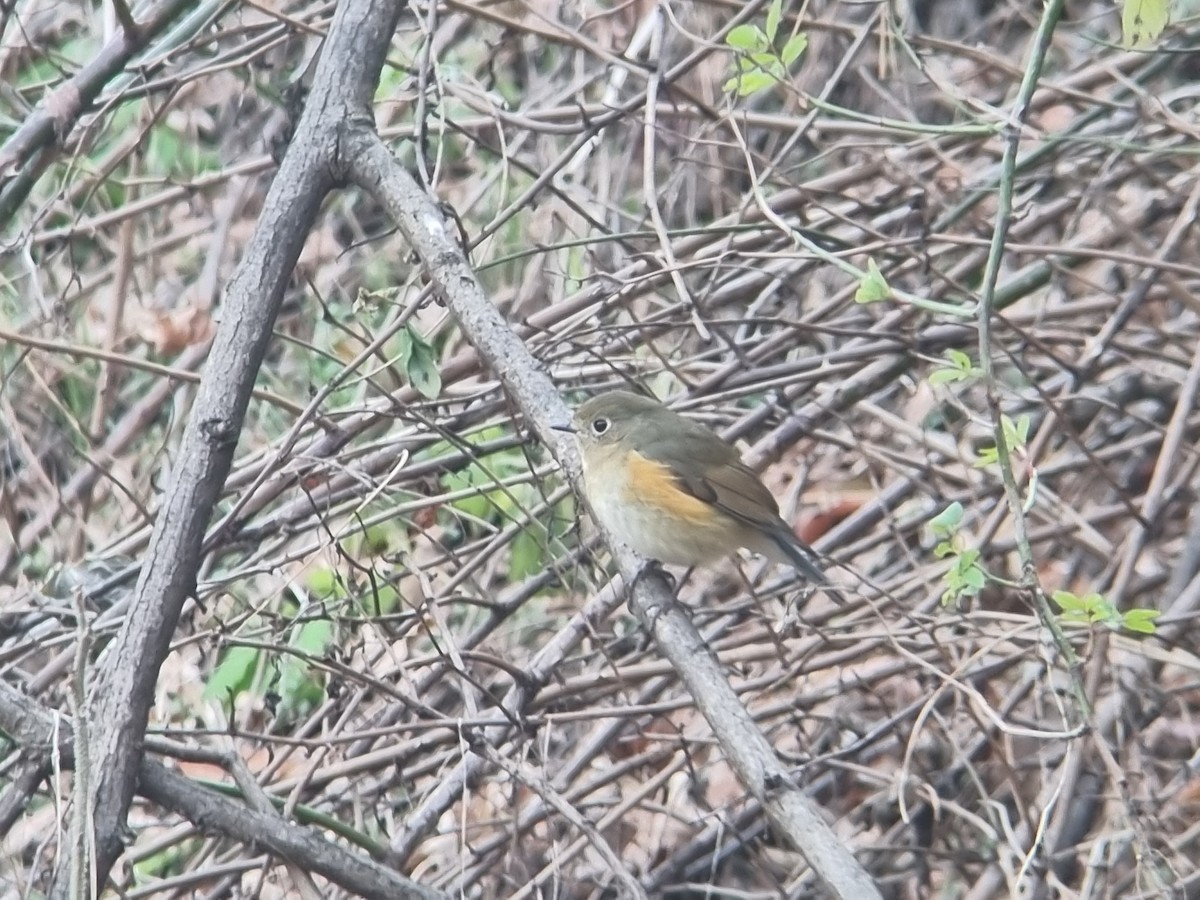 Robin à flancs roux - ML646628686