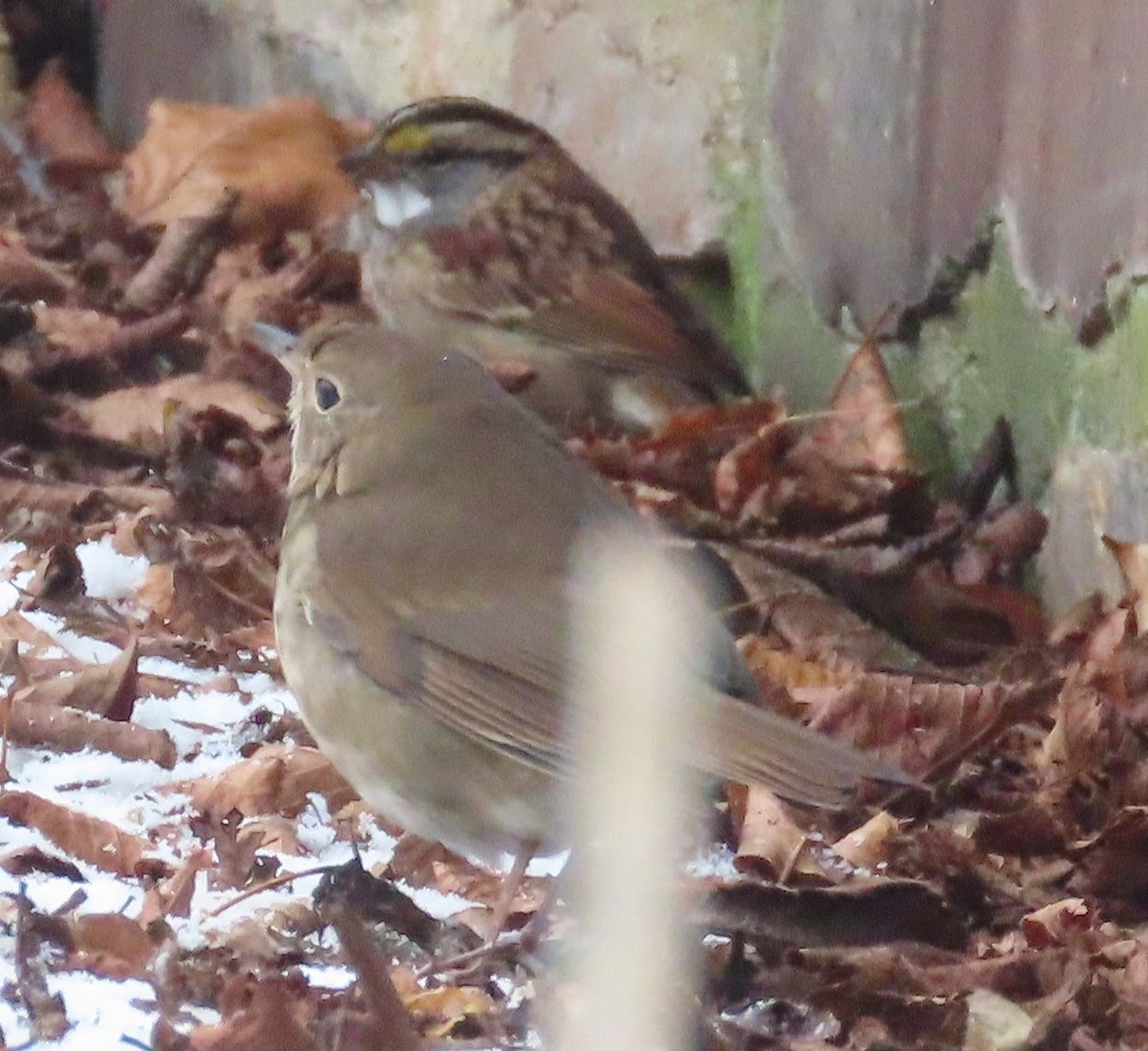 Hermit Thrush - ML646628687