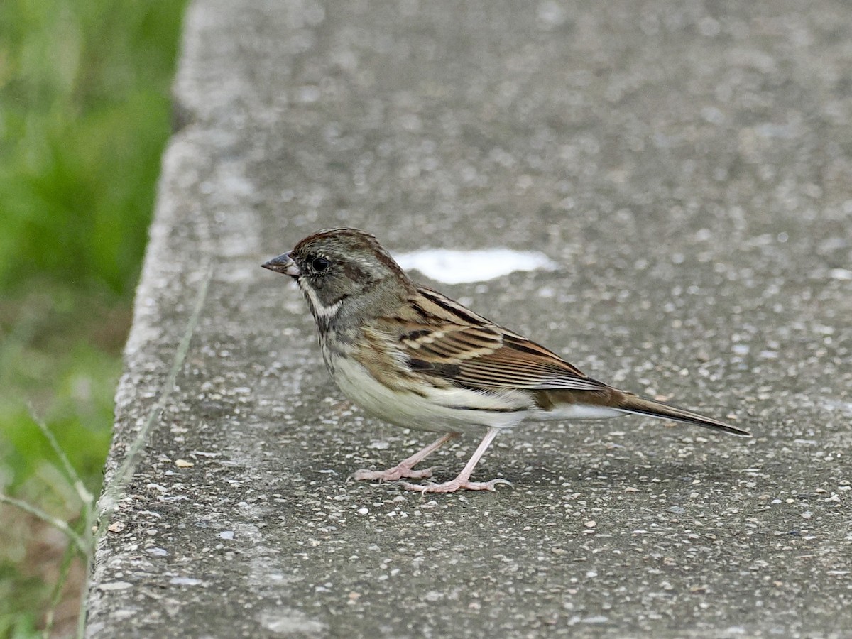 Bruant masqué - ML646628688