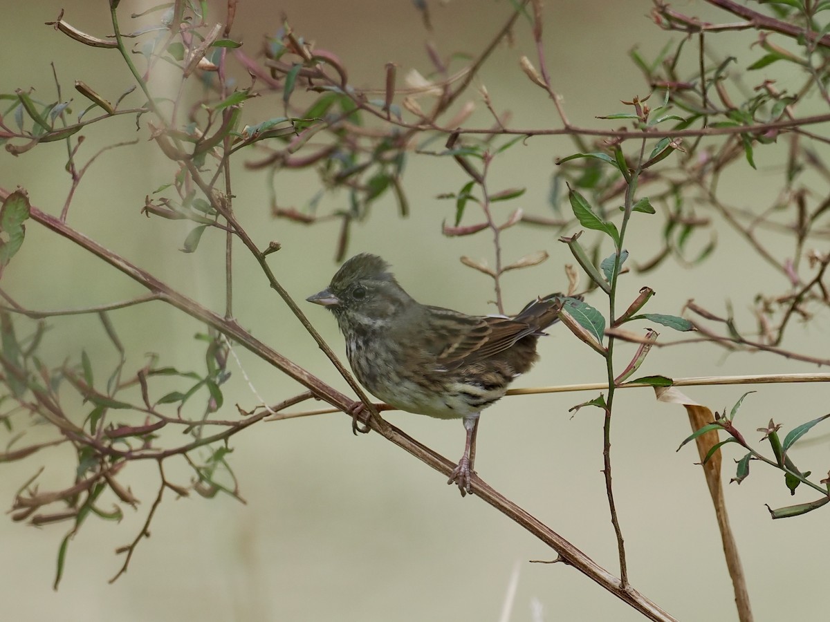 Bruant masqué - ML646628689