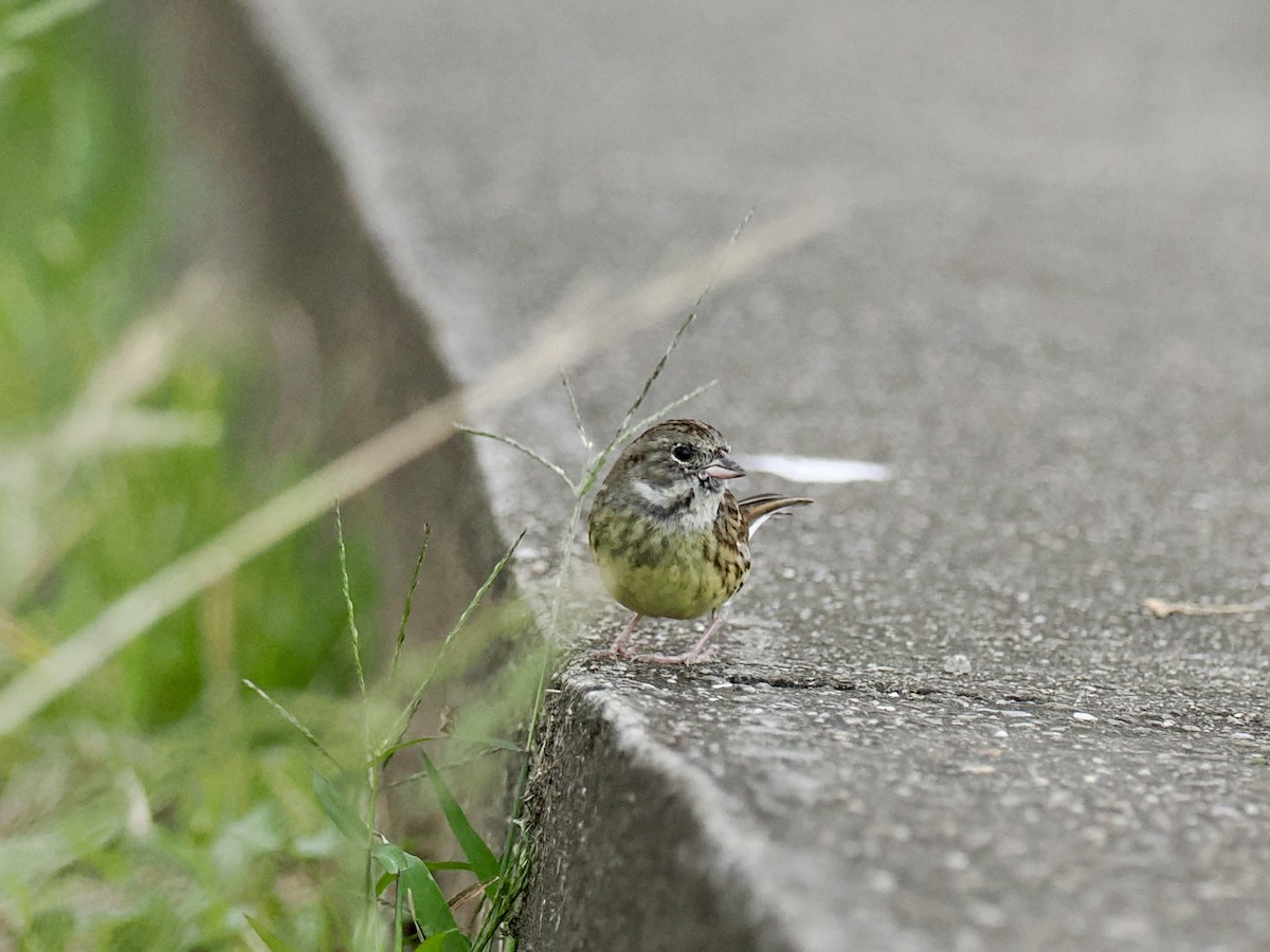Bruant masqué - ML646628690