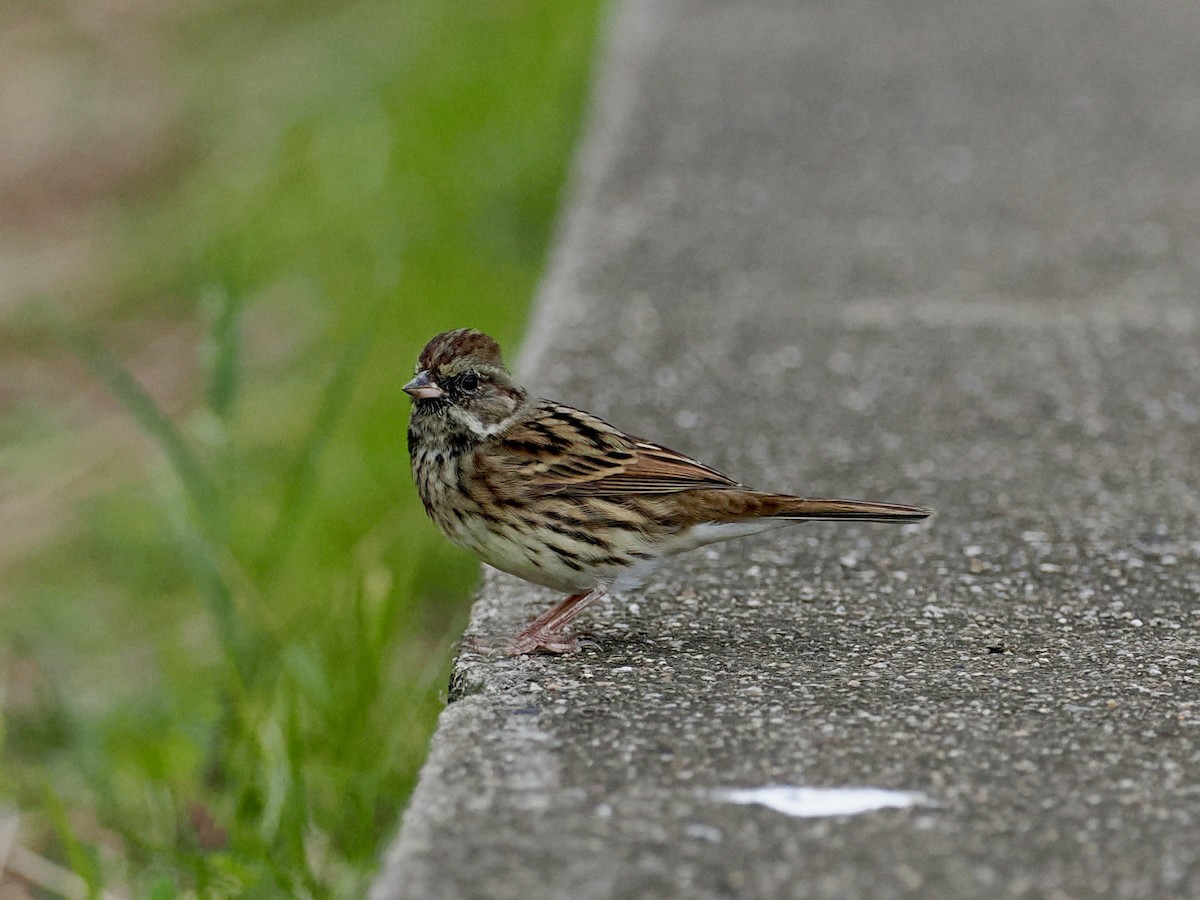 Bruant masqué - ML646628691