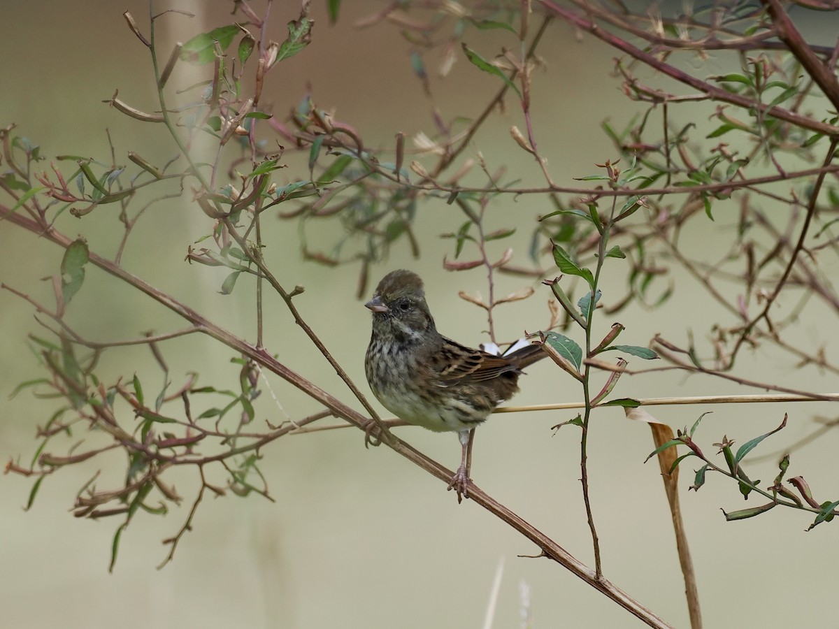 Bruant masqué - ML646628692