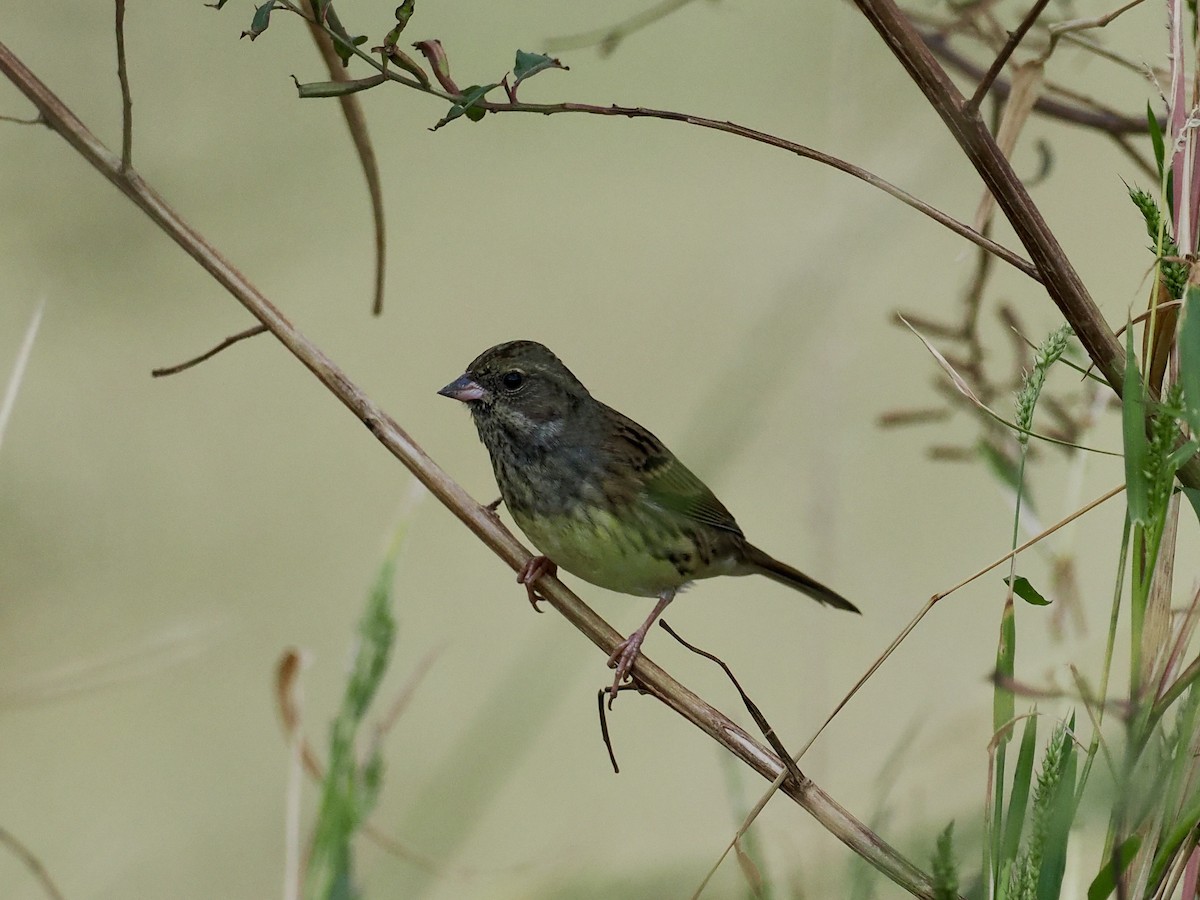 Bruant masqué - ML646628693