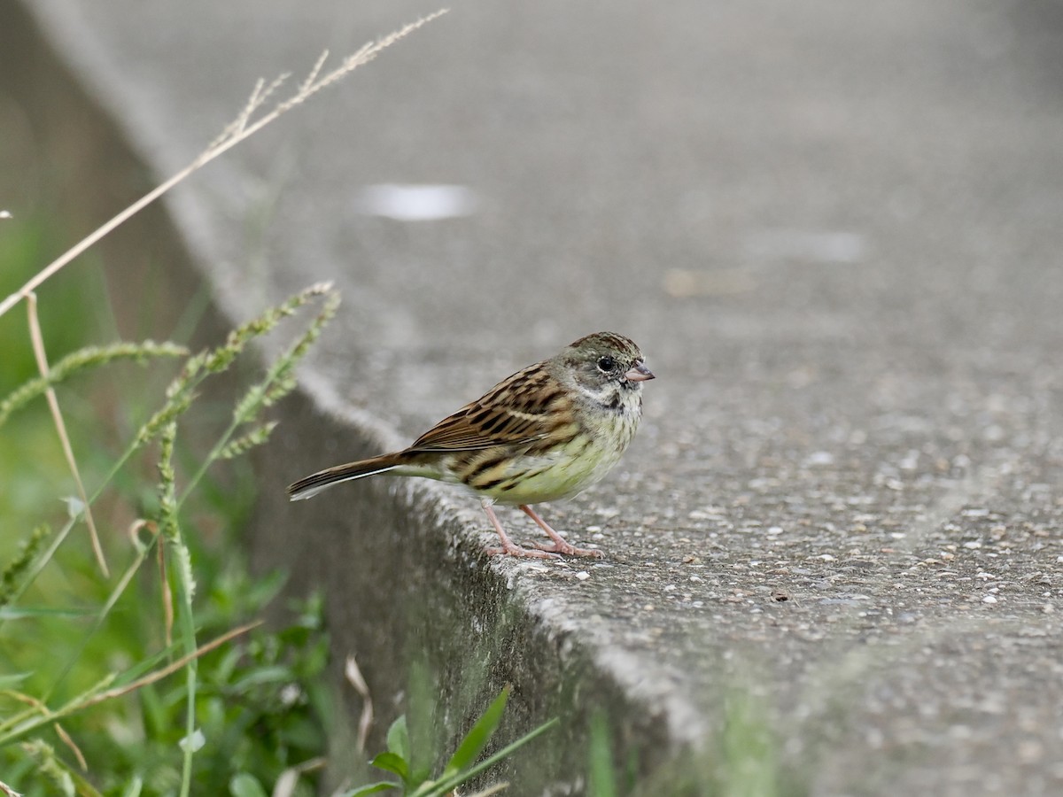 Bruant masqué - ML646628694