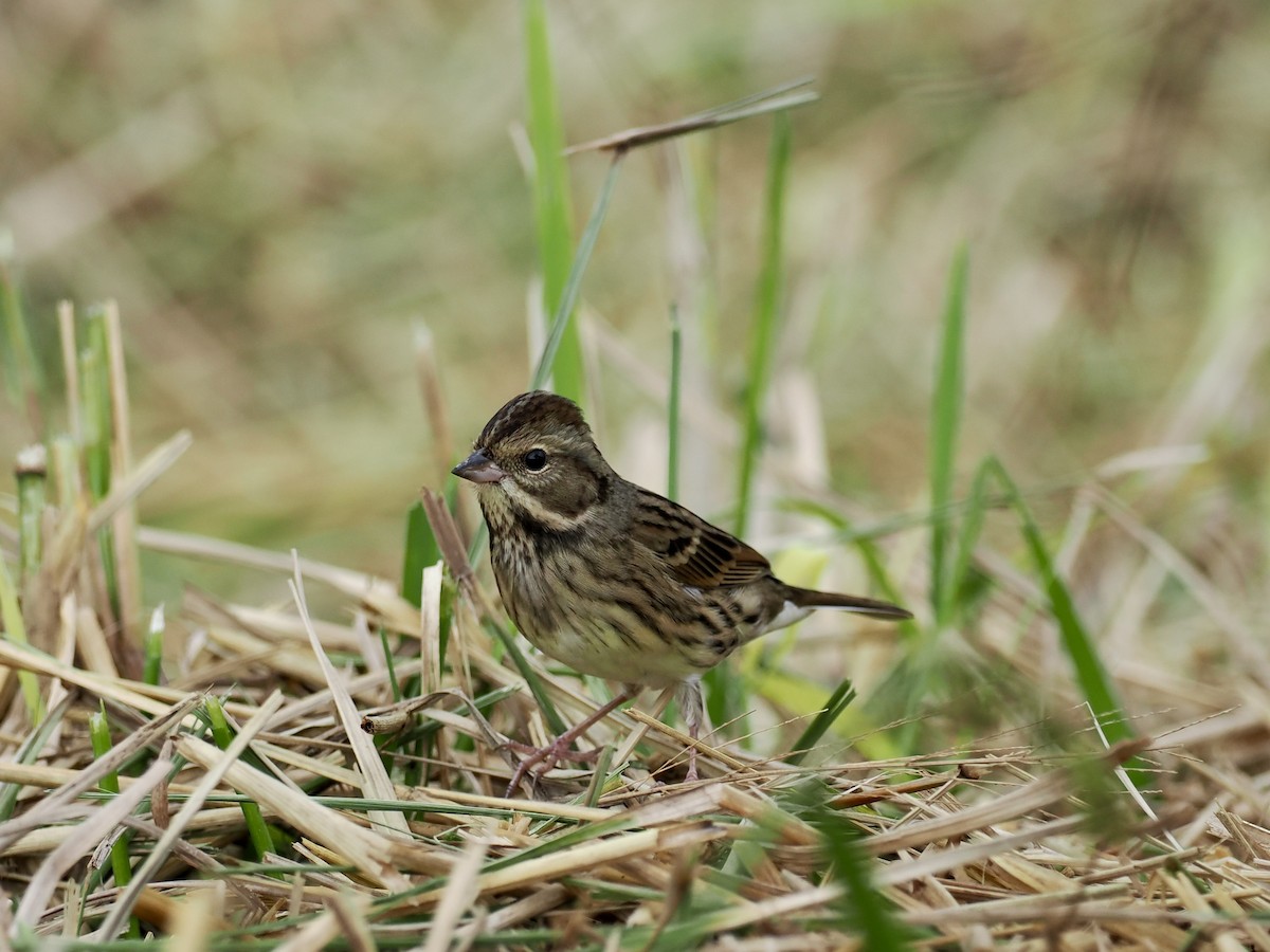 Bruant masqué - ML646628695