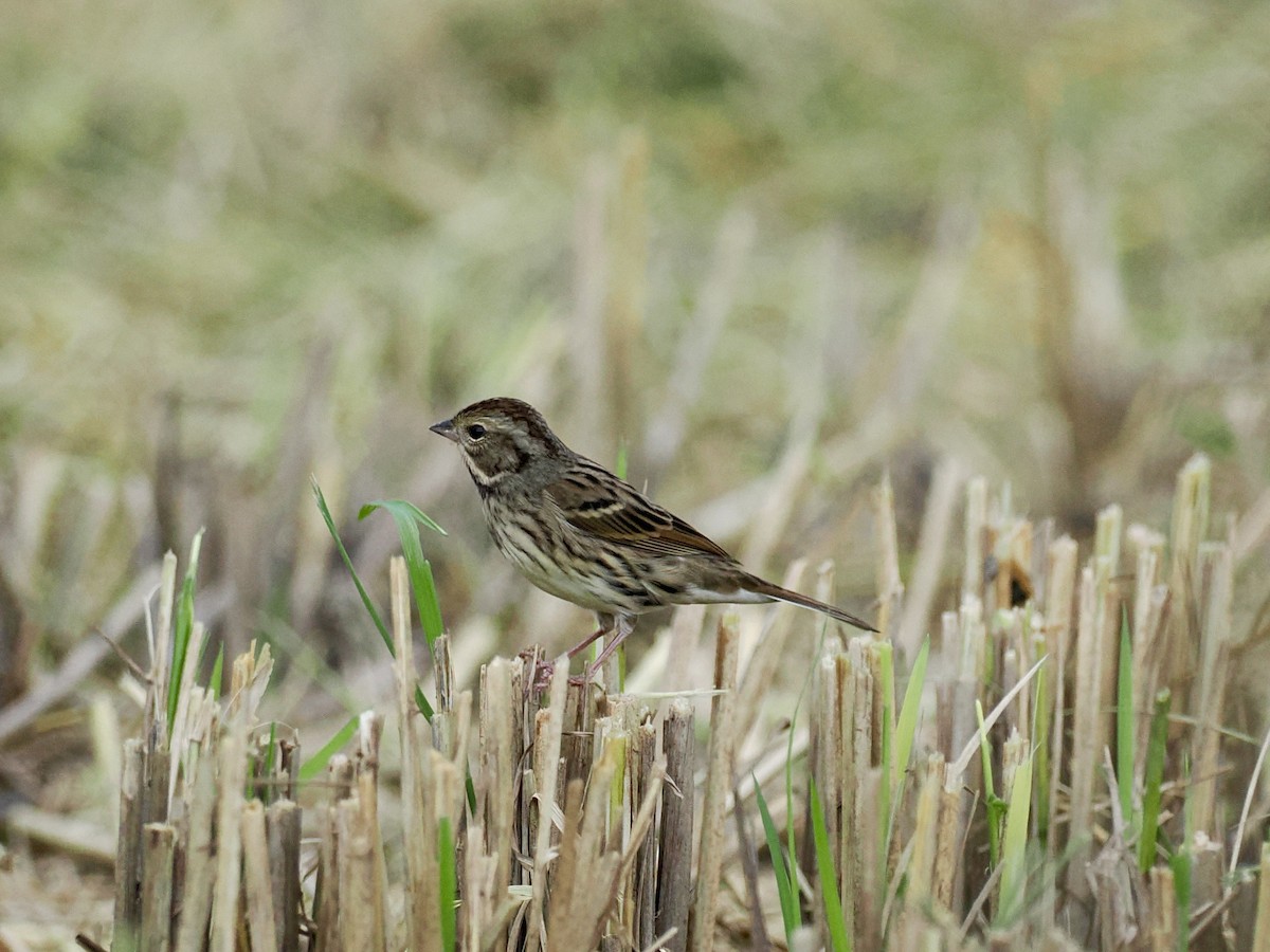 Bruant masqué - ML646628696