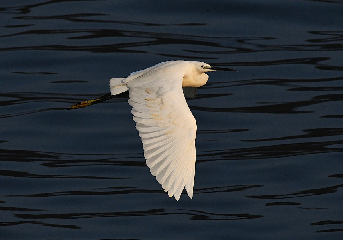 Малая белая цапля - ML646628700