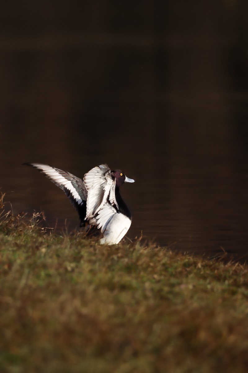 Хохлатая чернеть - ML646628701