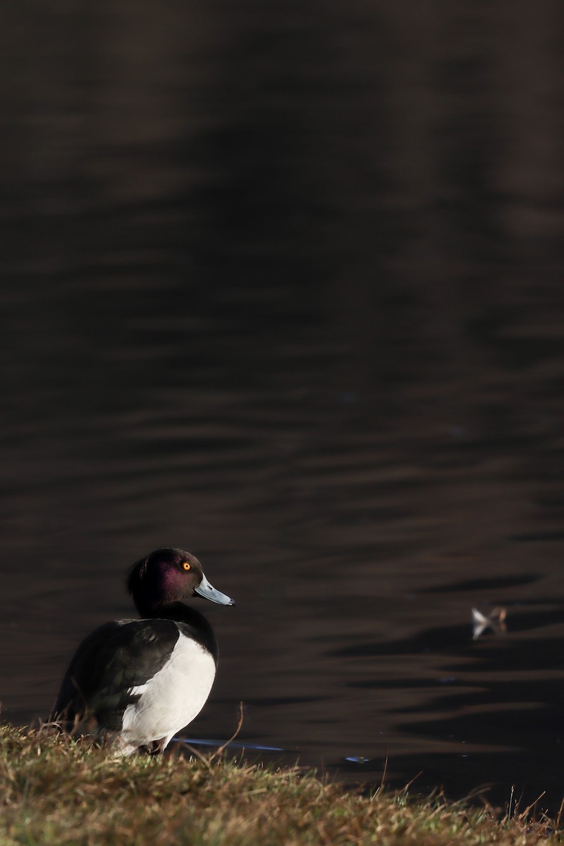 Хохлатая чернеть - ML646628702