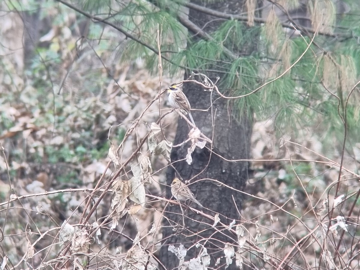 Желтогорлая овсянка - ML646628703