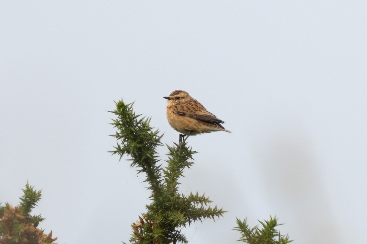 Луговой чекан - ML646628704