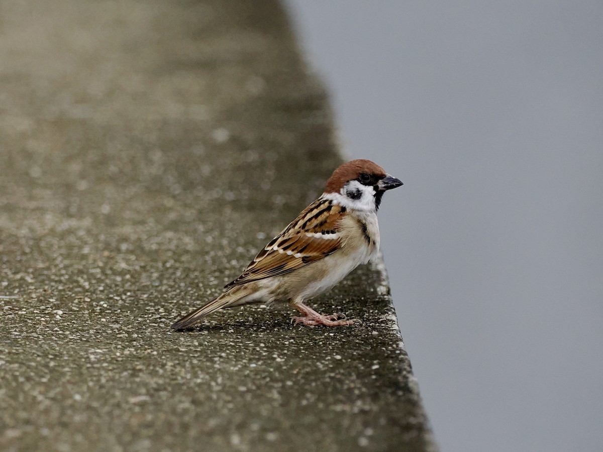 Полевой воробей - ML646628705