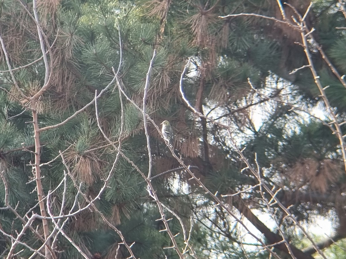 Чиж - ML646628709